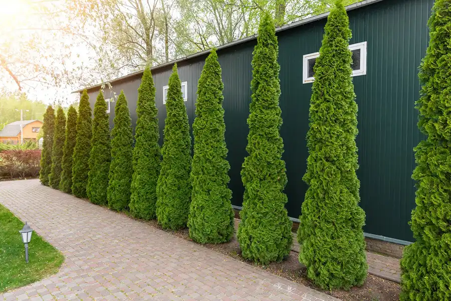 Reliable Landscaping Company in Louisburg, NC