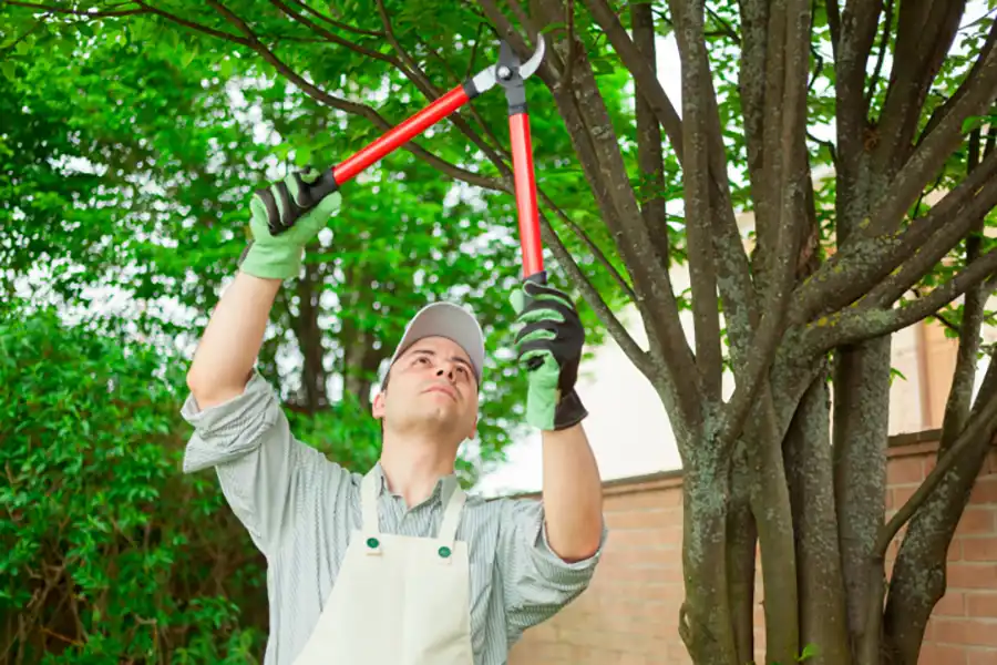 Reliable Tree Service Tree Service