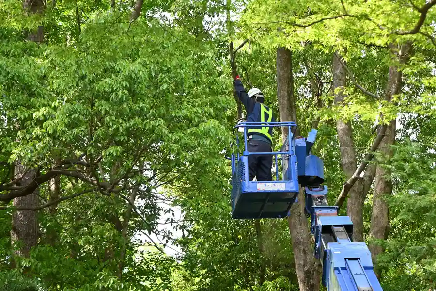 Affordable Tree Service Louisburg, NC Affordable Tree Service Louisburg, NC