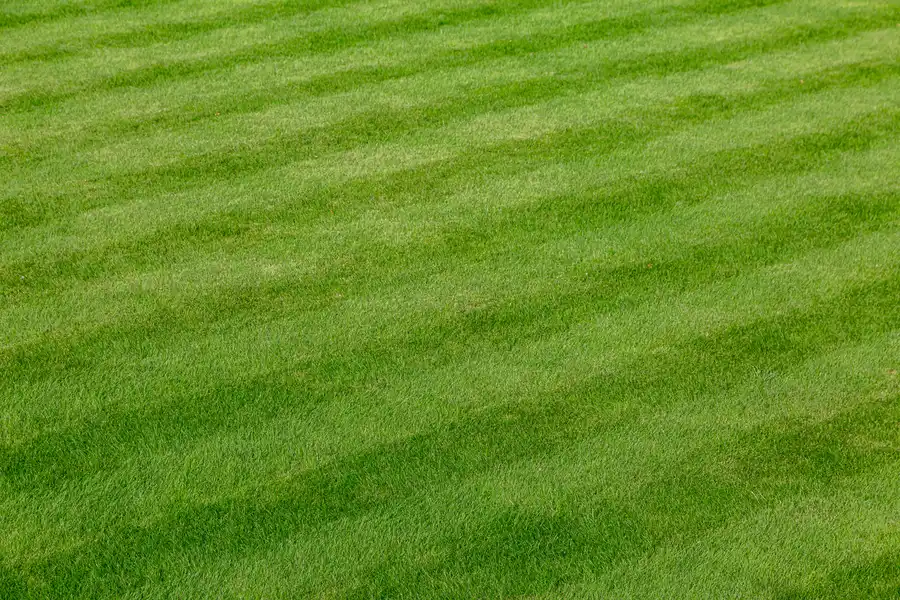 How Lawn Care Services Help Manage Pest Control Effectively Louisburg, NC