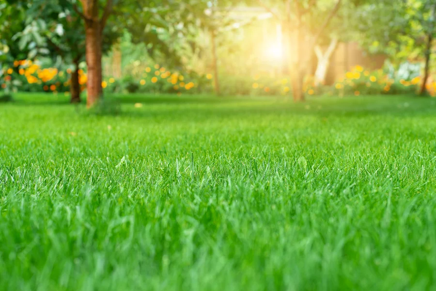 How To Choose The Right Lawn Care Service For Your Yard Louisburg, NC How To Choose The Right Lawn Care Service For Your Yard Louisburg, NC