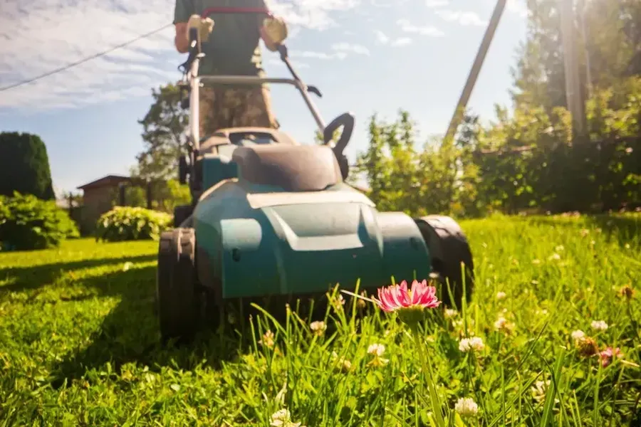 Top-rated Grass Cutting Louisburg, NC
